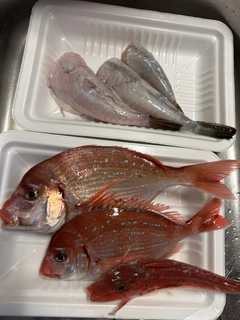チダイの釣果