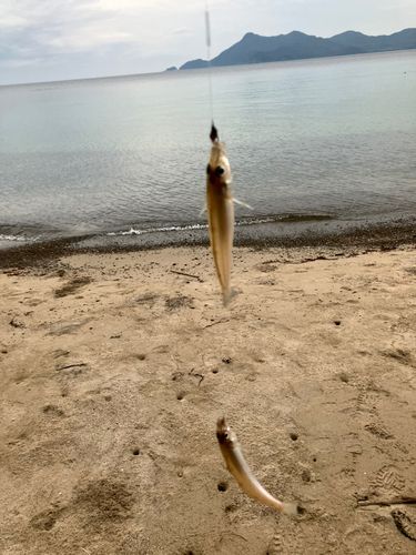 シロギスの釣果