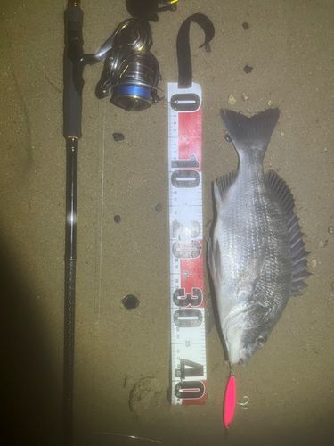 クロダイの釣果