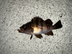 メバルの釣果