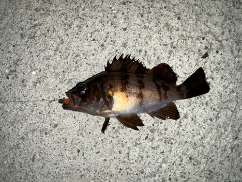 メバルの釣果