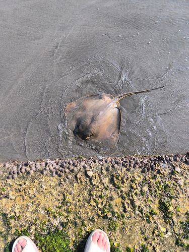 アカエイの釣果