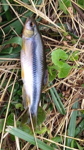 カワムツの釣果
