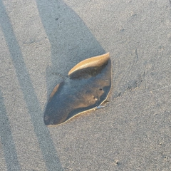 ツバクロエイの釣果