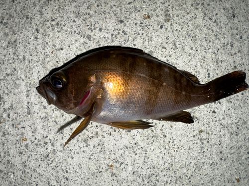 メバルの釣果