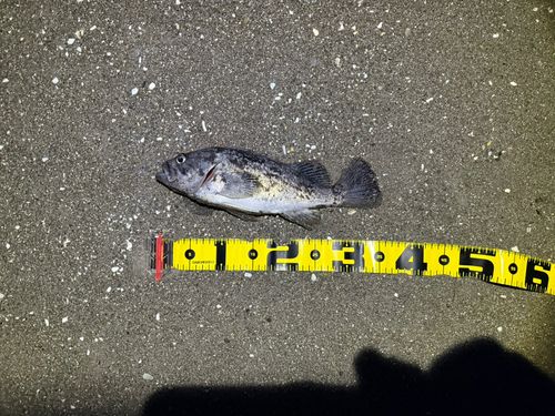 クロソイの釣果