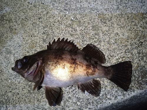 クロメバルの釣果