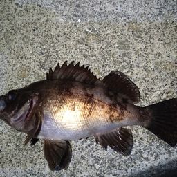 クロメバル