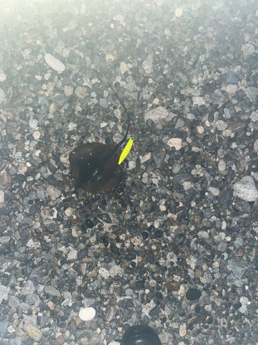 アカエイの釣果