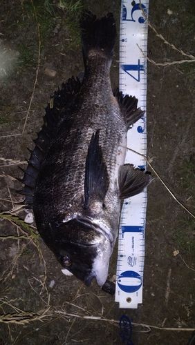 クロダイの釣果