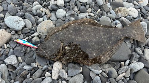 ヒラメの釣果
