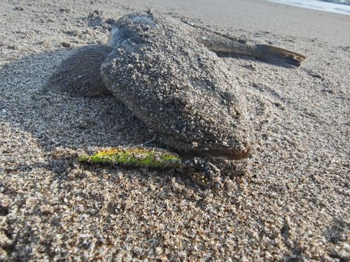 マゴチの釣果