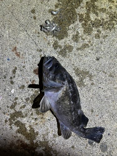 クロソイの釣果