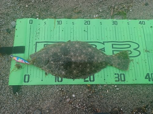 ヒラメの釣果