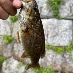 スモールマウスバス