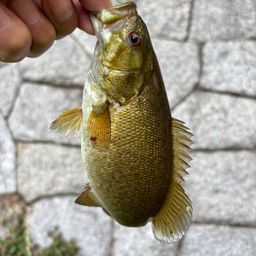 スモールマウスバス