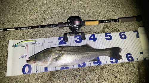 シーバスの釣果