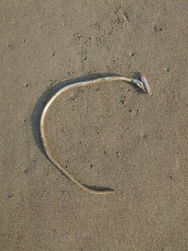 ダイナンウミヘビの釣果