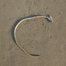 ダイナンウミヘビ