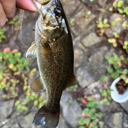 スモールマウスバス