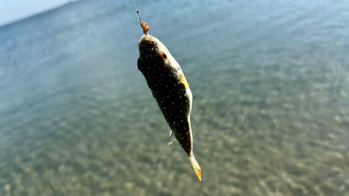 クサフグの釣果