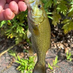 スモールマウスバス