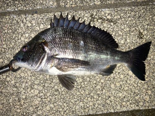 クロダイの釣果