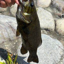 スモールマウスバス