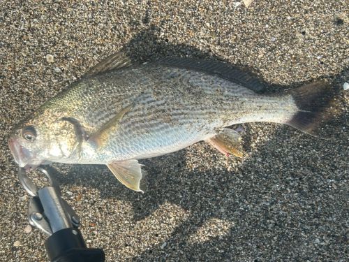 イシモチの釣果