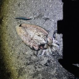 コウイカ