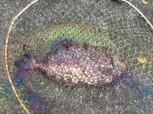 釣果