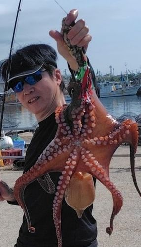 タコの釣果