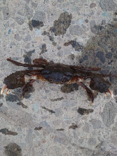 モクズガニの釣果