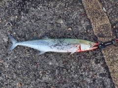 サゴシの釣果