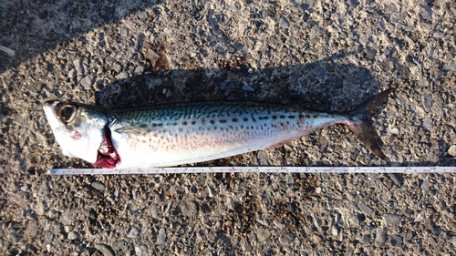 ゴマサバの釣果