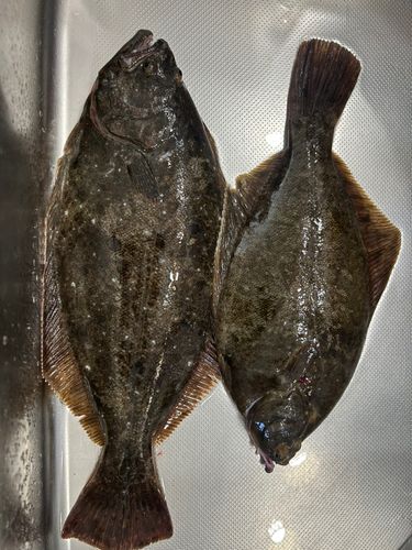 ヒラメの釣果