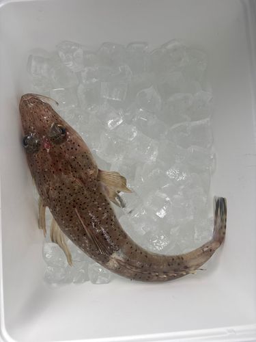 コチの釣果