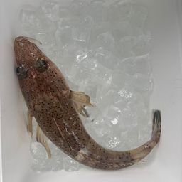 コチ