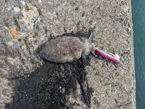 ハリイカの釣果