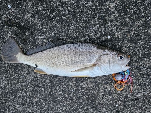 シログチの釣果