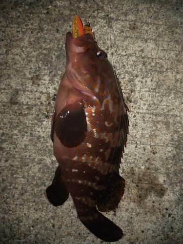 キジハタの釣果