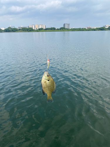 ブルーギルの釣果