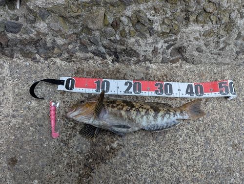 アイナメの釣果