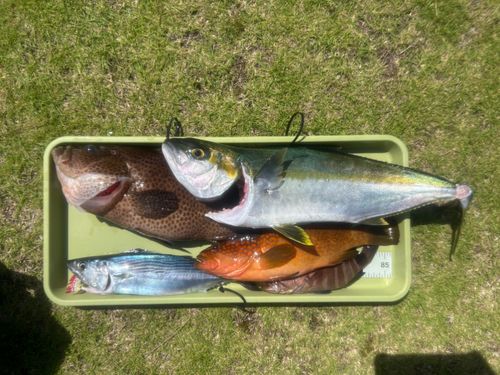 ヒラマサの釣果