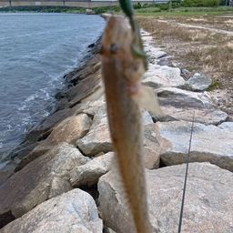 ハゼ