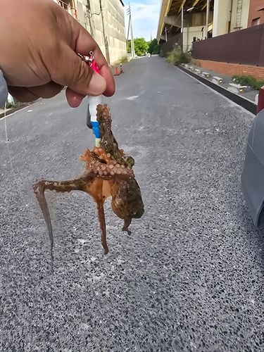 タコの釣果