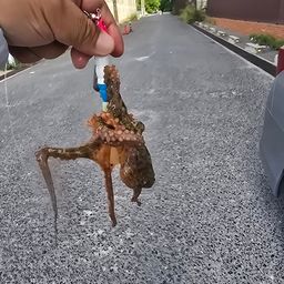 タコ