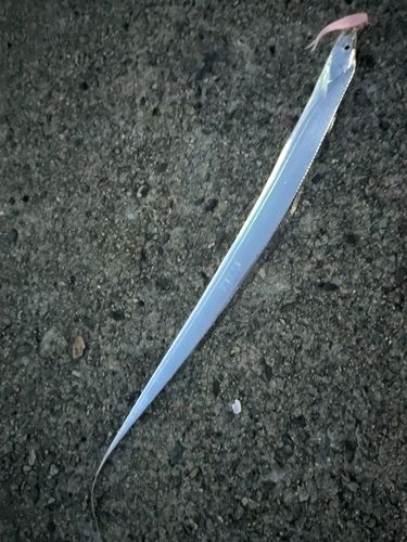 タチウオの釣果
