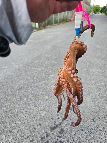 タコの釣果