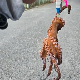 タコ